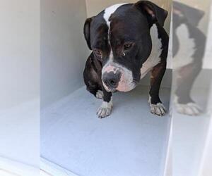 American Pit Bull Terrier Dogs for adoption in Houston, TX, USA