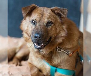 Chow Chow Dogs for adoption in Kanab, UT, USA