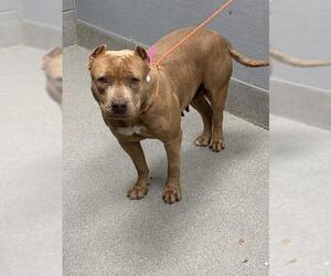 American Bulldog-Unknown Mix Dogs for adoption in Las Vegas, NV, USA