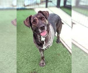 Mastador Dogs for adoption in Sacramento, CA, USA