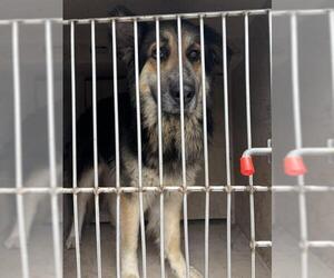 German Shepherd Dog-Unknown Mix Dogs for adoption in Oklahoma City, OK, USA
