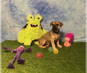 American Pit Bull Terrier-Unknown Mix Dogs for adoption in Wetumpka, AL, USA