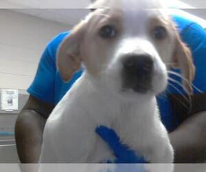 Border Collie Dogs for adoption in Fayetteville, NC, USA