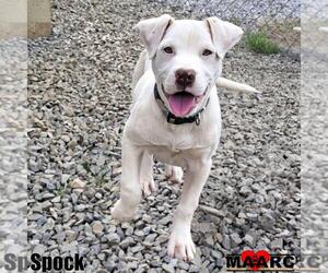 Labrador Retriever-Unknown Mix Dogs for adoption in Maryville, TN, USA