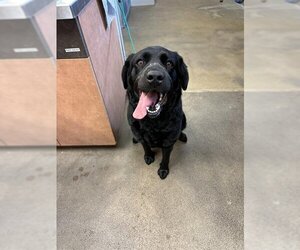 Clumber Spaniel-Labrador Retriever Mix Dogs for adoption in Sacramento, CA, USA