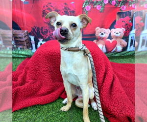 Chihuahua Dogs for adoption in Long Beach, CA, USA