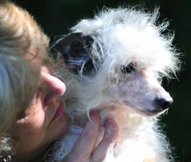 Mutt Dogs for adoption in Vernonia, OR, USA