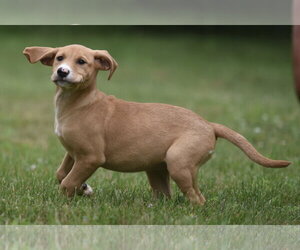 Labrador Retriever-Unknown Mix Dogs for adoption in Mechanicsburg, PA, USA