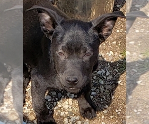 Medium Photo #1 Labrador Retriever-Unknown Mix Puppy For Sale in Alexander, AR, USA