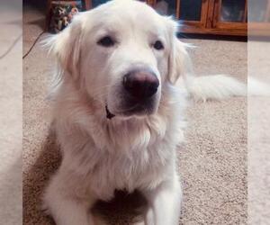 Great Pyrenees-Unknown Mix Dogs for adoption in Hamilton, MT, USA