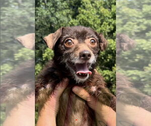Chihuahua-Unknown Mix Dogs for adoption in Thomasville, NC, USA