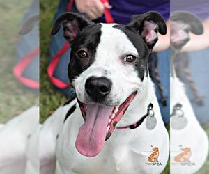 Labrador Retriever Dogs for adoption in Roanoke, VA, USA