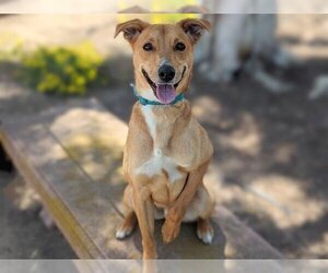 Miniature Pinscher-Whippet Mix Dogs for adoption in San Clemente, CA, USA