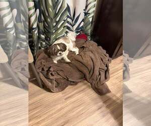 Shih Tzu Dogs for adoption in Gulfport, MI, USA