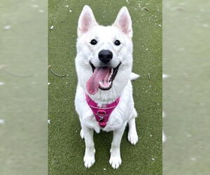 German Shepherd Dog-Siberian Husky Mix Dogs for adoption in Brewster, MA, USA