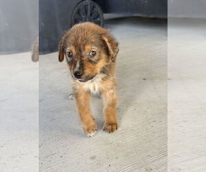 Shepradors Dogs for adoption in Brewster, NY, USA