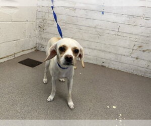 Chihuahua Dogs for adoption in San Bernardino, CA, USA