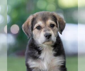 Labrenees Dogs for adoption in San Diego, CA, USA