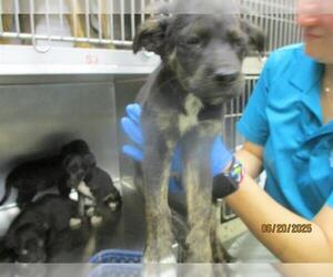 German Shepherd Dog-Unknown Mix Dogs for adoption in Oklahoma City, OK, USA