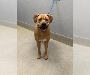 Boxer-Unknown Mix Dogs for adoption in Las Vegas, NV, USA