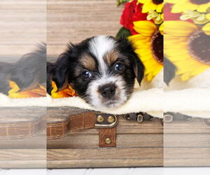 Australian Shepherd-Unknown Mix Dogs for adoption in McKinney, TX, USA