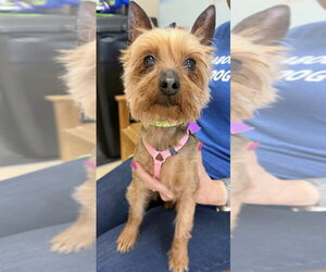 Mutt Dogs for adoption in Mundelein, IL, USA