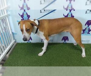 Medium Photo #1 Treeing Walker Coonhound Puppy For Sale in Orlando, FL, USA