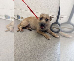 Cairn Terrier Dogs for adoption in San Bernardino, CA, USA
