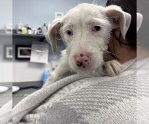 Mutt Dogs for adoption in Washington, DC, USA