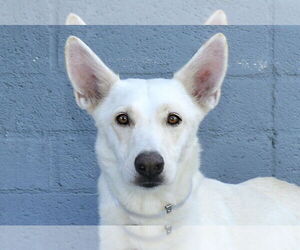 Siberian Husky-Unknown Mix Dogs for adoption in Pasadena, CA, USA