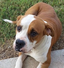 Boxer Dogs for adoption in Alexander, AR, USA