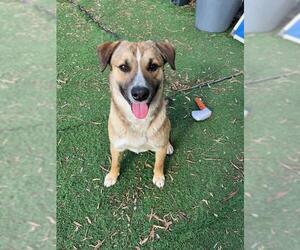 German Shepherd Dog-Unknown Mix Dogs for adoption in Fremont, CA, USA