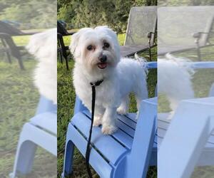 Maltese Dogs for adoption in Weston, FL, USA