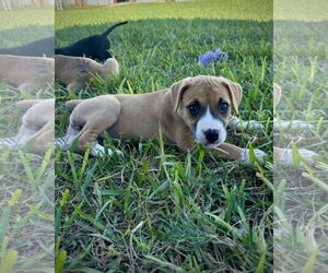 Boxer-Unknown Mix Dogs for adoption in Dumont, NJ, USA