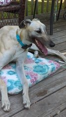 Greyhound Dogs for adoption in Independence, MO, USA