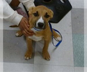 Black Mouth Cur Dogs for adoption in Oklahoma City, OK, USA