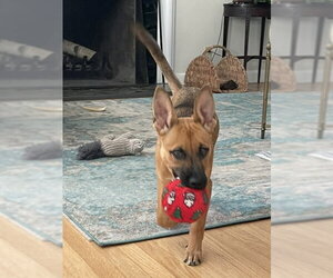 Mutt Dogs for adoption in Genesee, WI, USA