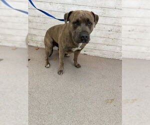 American Pit Bull Terrier Dogs for adoption in San Bernardino, CA, USA