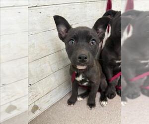 American Pit Bull Terrier-Unknown Mix Dogs for adoption in San Bernardino, CA, USA