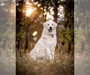 Akbash-Great Pyrenees Mix Dogs for adoption in Hamilton, MT, USA