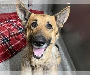 German Shepherd Dog Dogs for adoption in Orange, CA, USA