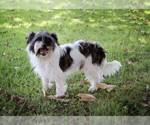 Lhasa Apso Dogs for adoption in Marina Del Rey, CA, USA