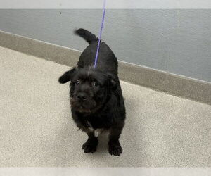 American Pit Bull Terrier-Unknown Mix Dogs for adoption in Las Vegas, NV, USA