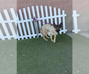 German Shepherd Dog-Unknown Mix Dogs for adoption in Modesto, CA, USA
