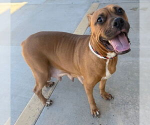 Boxer-Unknown Mix Dogs for adoption in Riverside, CA, USA