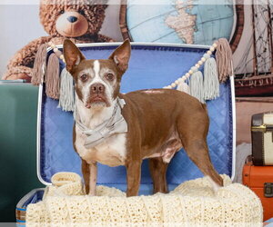 Boston Terrier Dogs for adoption in Huntington Beach, CA, USA