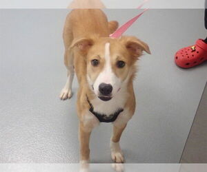 Australian Shepherd Dogs for adoption in St. Cloud, FL, USA