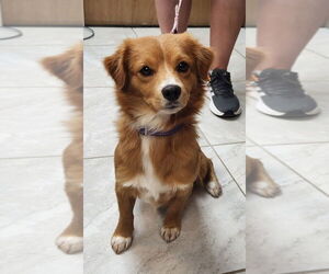 Pomeranian-Unknown Mix Dogs for adoption in Walnutport, PA, USA