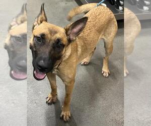 Mutt Dogs for adoption in Forestville, MD, USA