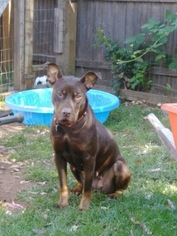 Boxer-Doberman Pinscher Mix Dogs for adoption in Carmichael, CA, USA
